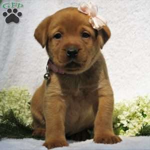 Meadow Brooke, Fox Red Labrador Retriever Puppy